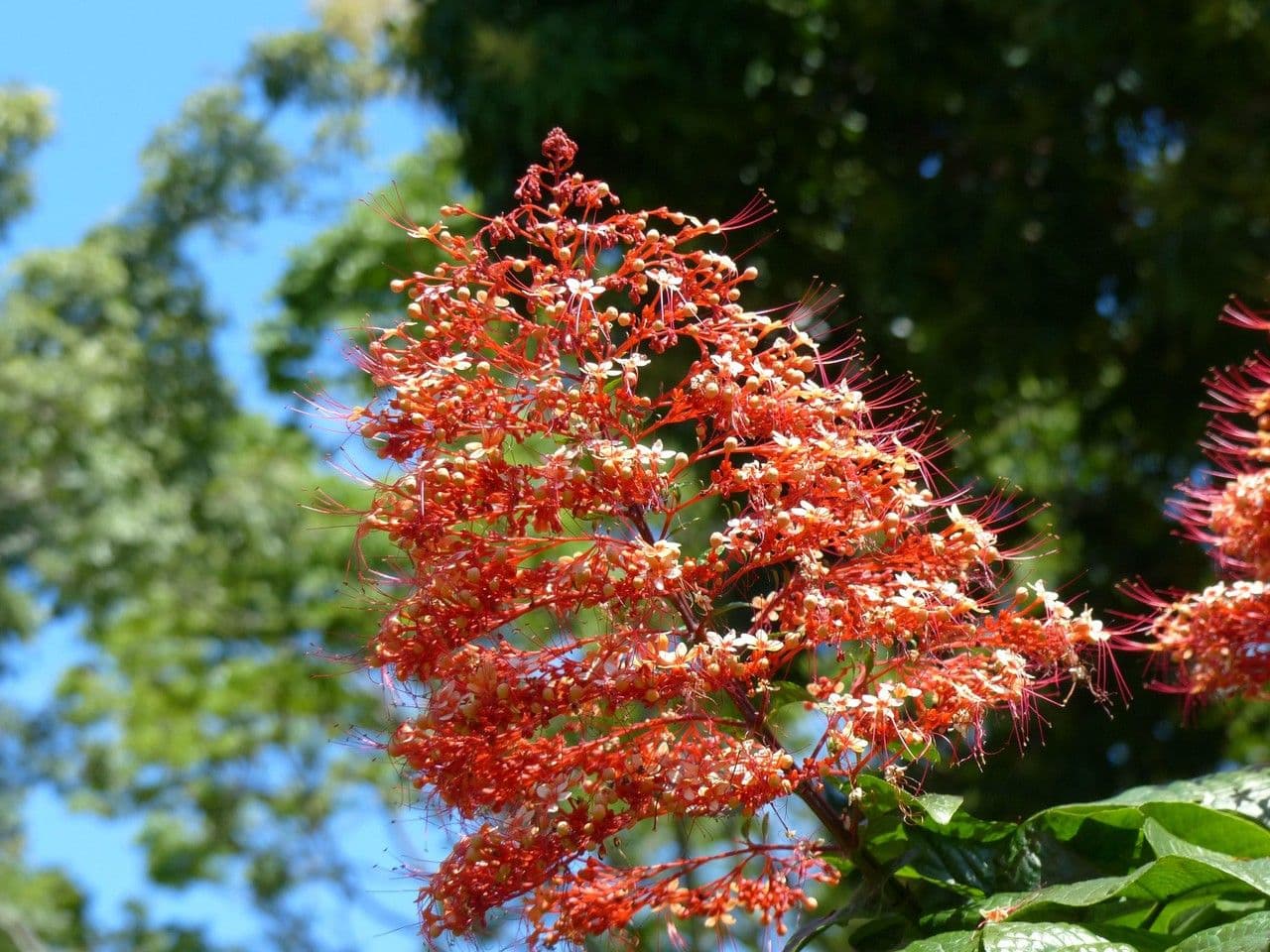 Lantana paniculata 4