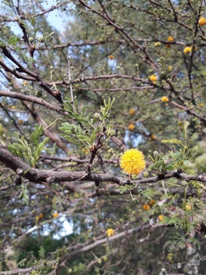 Acacia erioloba 6
