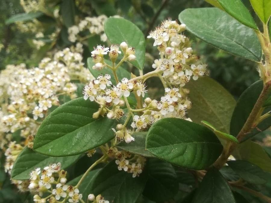 Cotoneaster 8