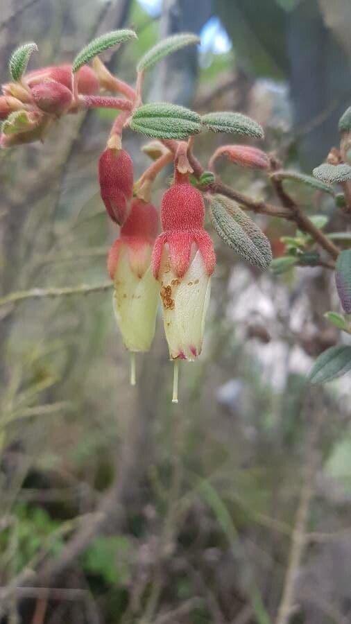 Brachyotum ledifolium 4