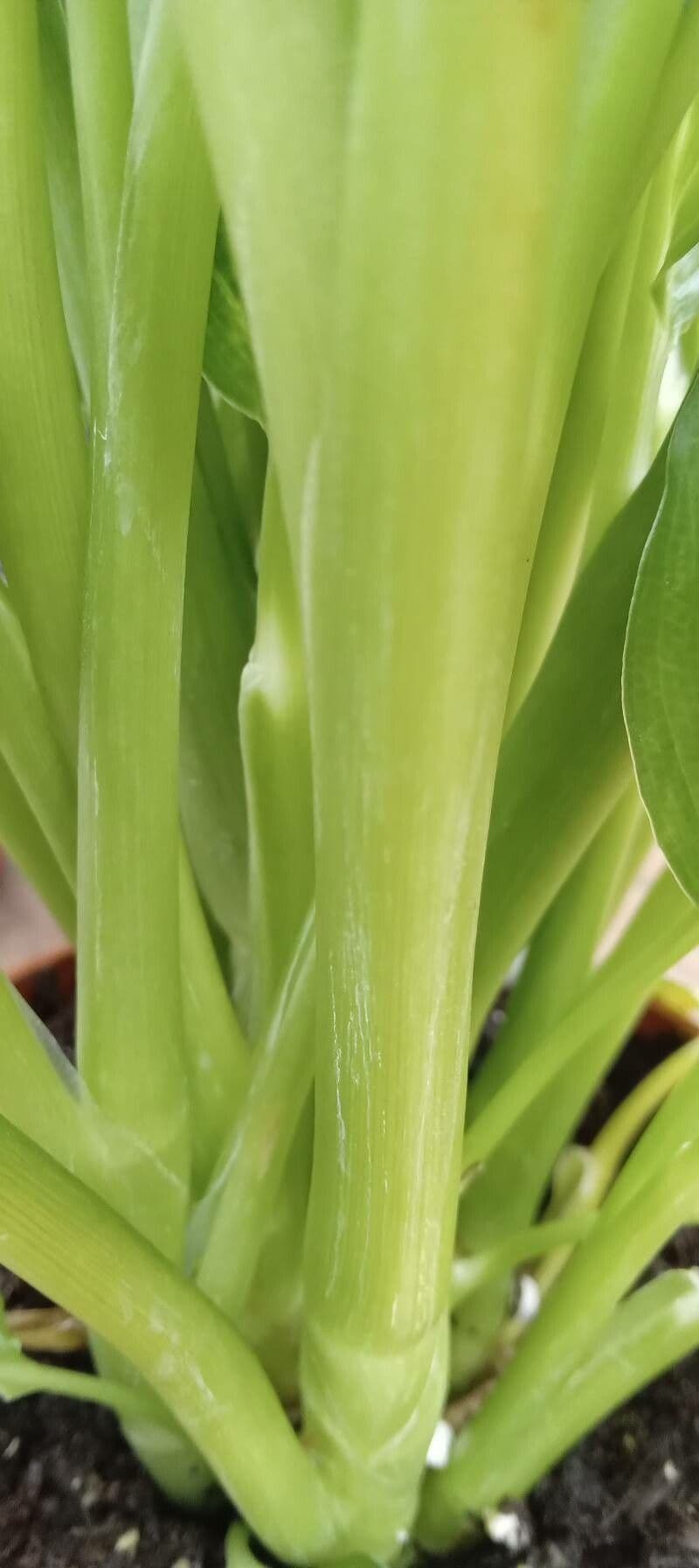 Dieffenbachia 24
