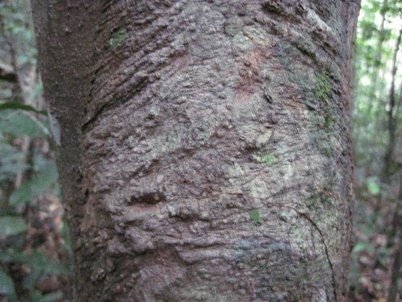 Trattinnickia 5