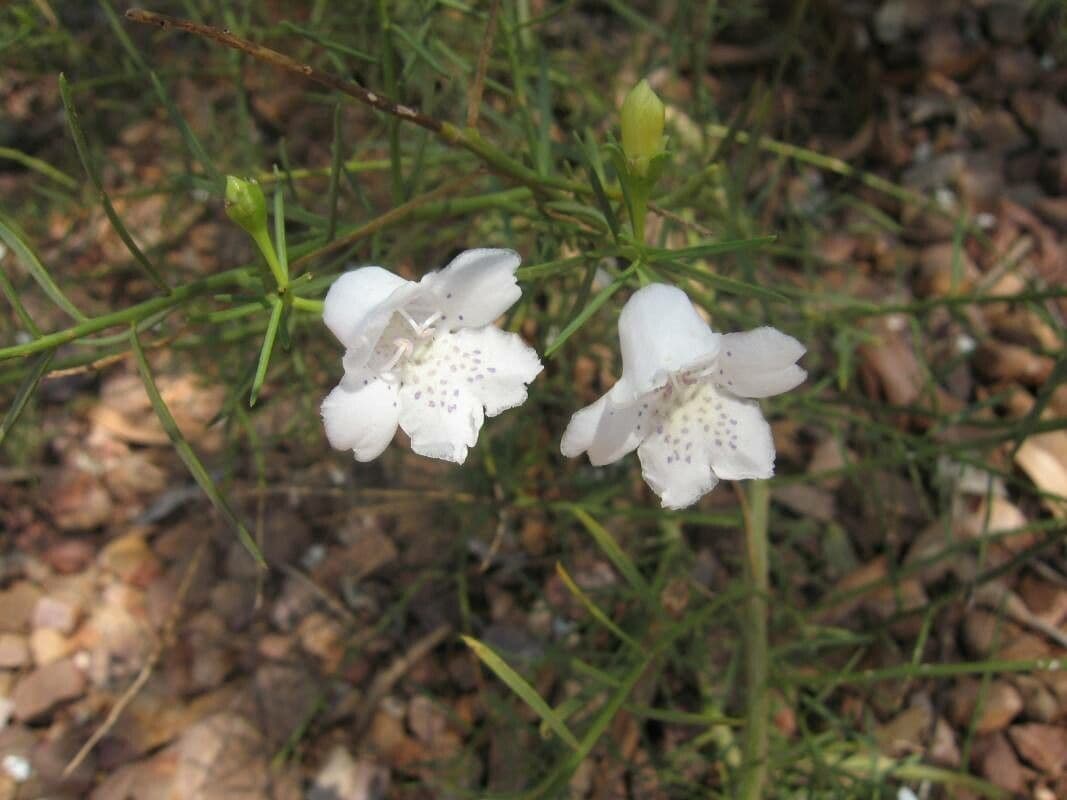 Eremophila bignoniifolia