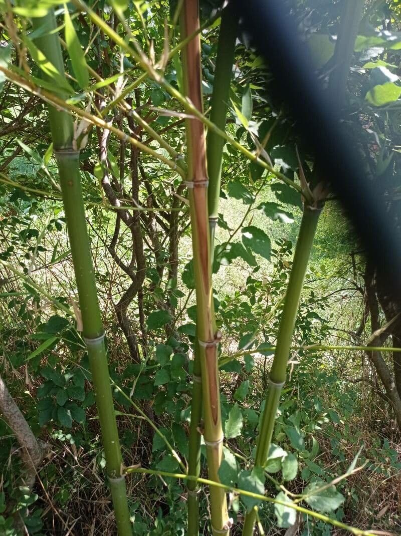 Bambù dorato 15
