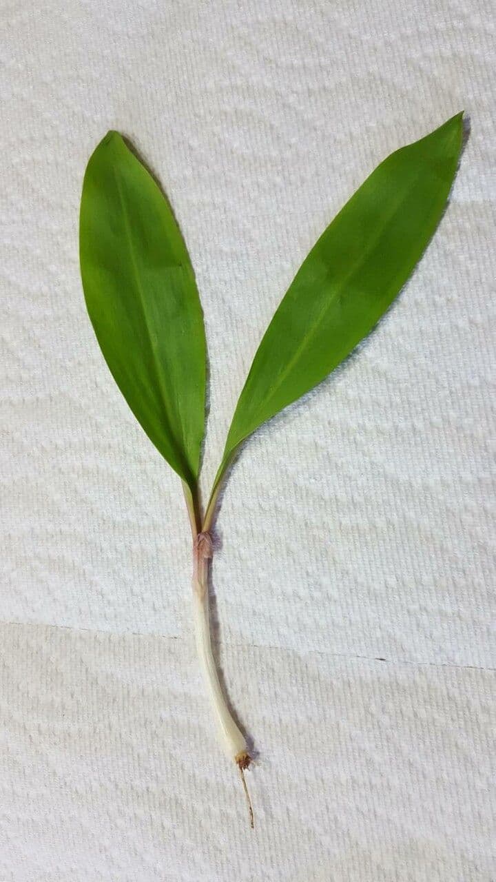 Cibule 13