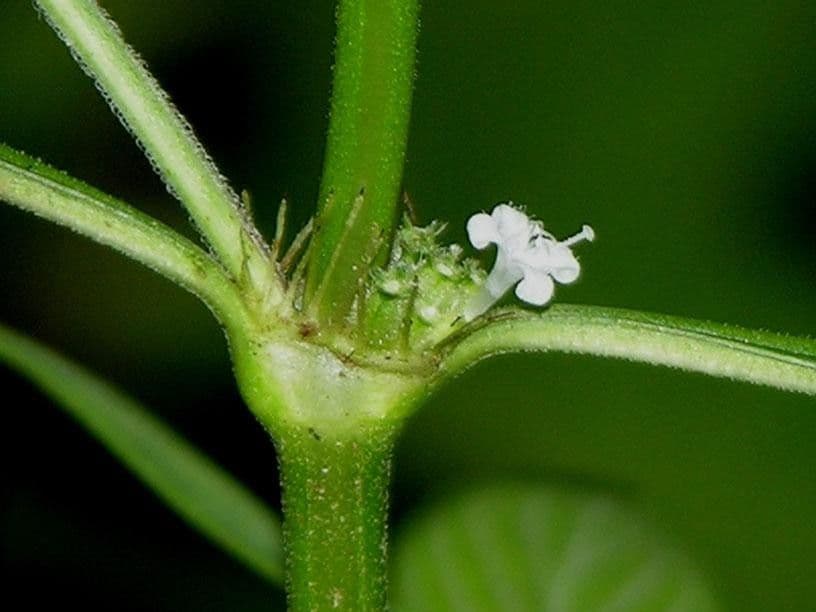 Spermacoce ocymifolia 7
