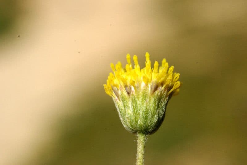 Nolletia