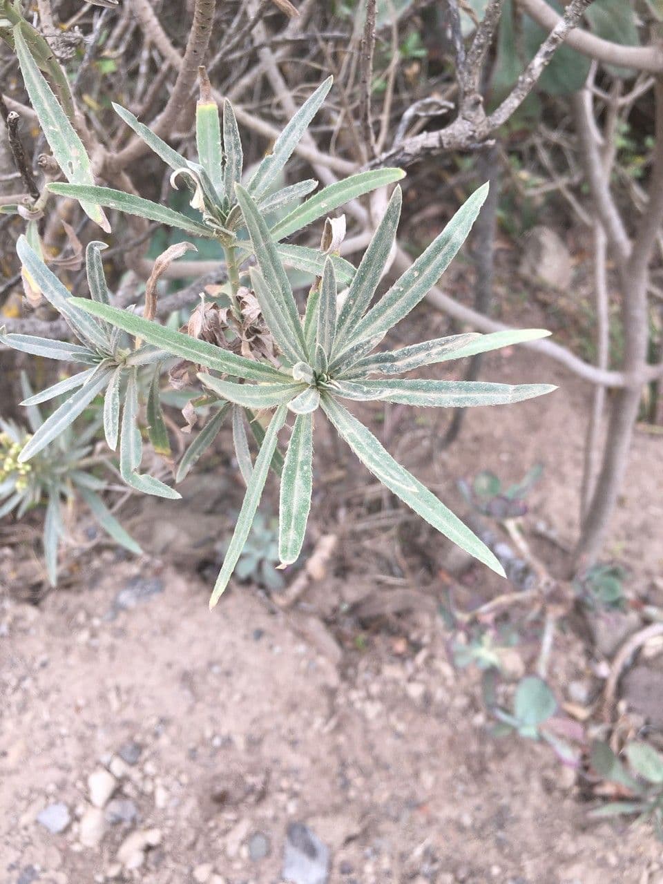 Kleinia 17