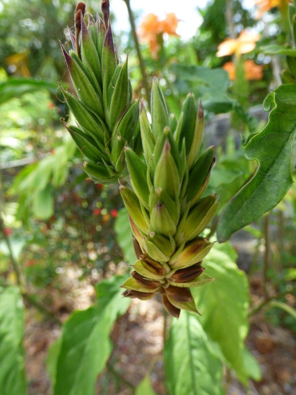 Crossandra 5