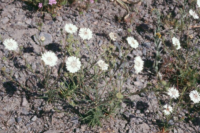 Blepharipappus 6