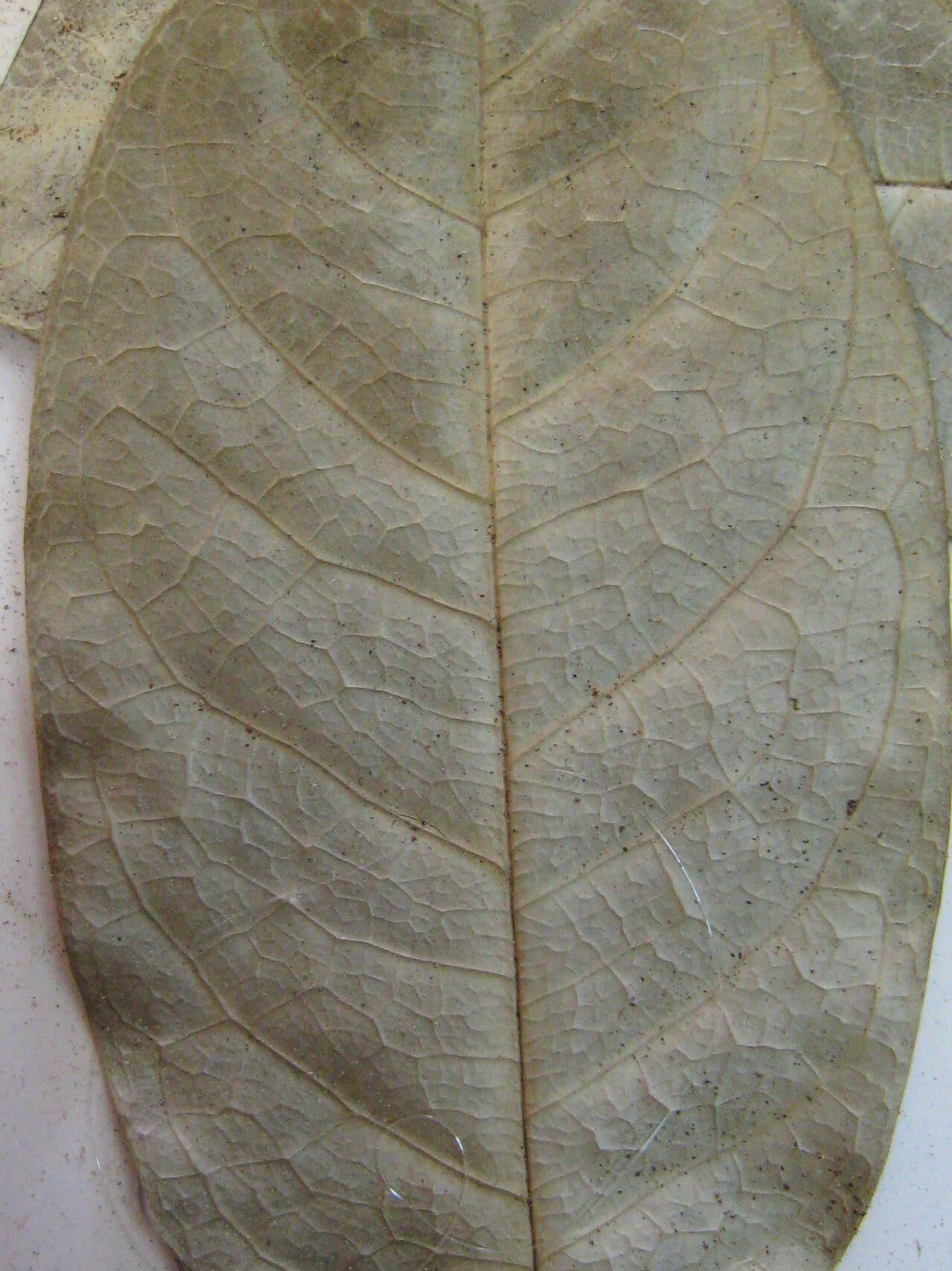 Korkbaum 27