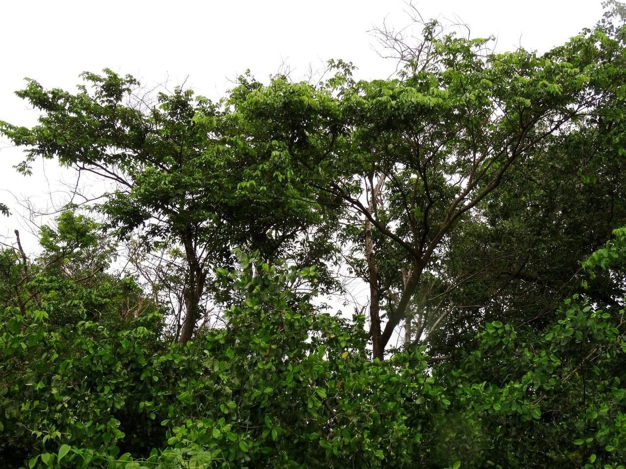Pterocarpus 13