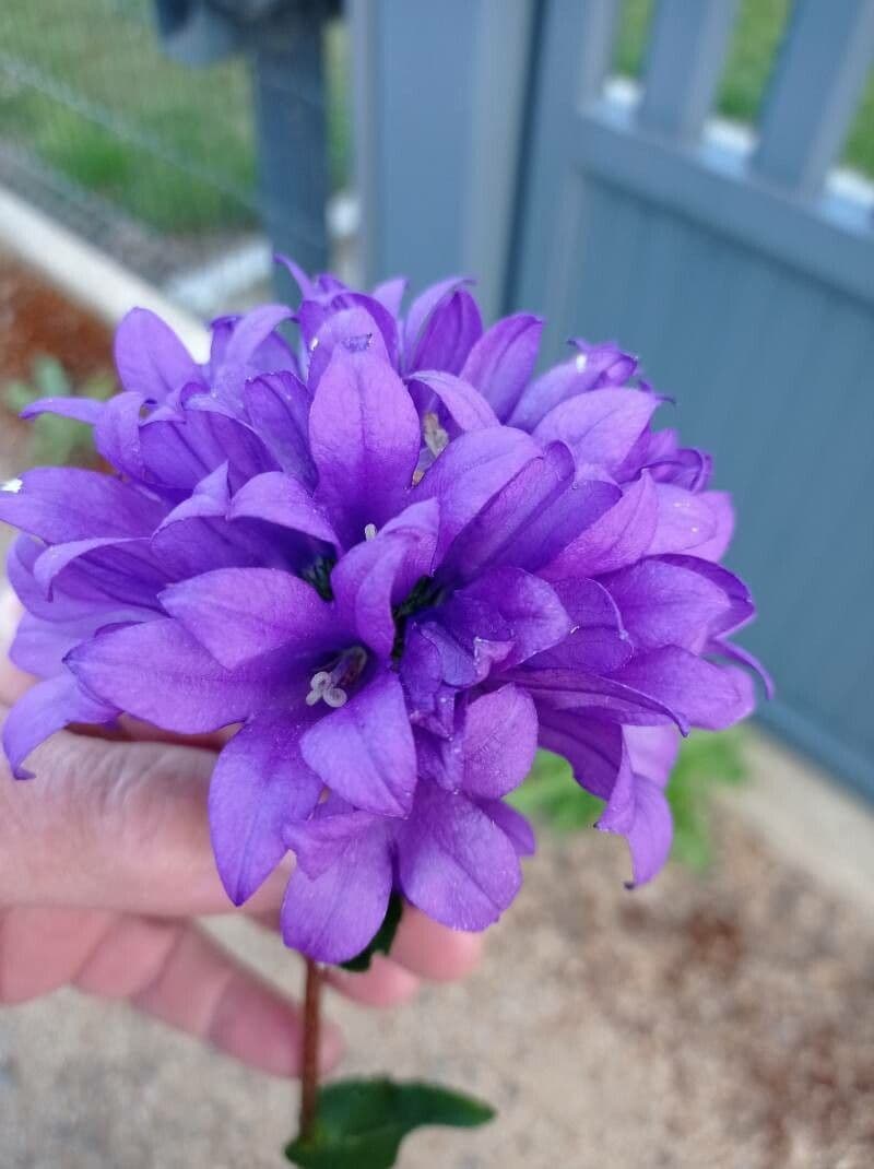 Campanula agglomerata 30