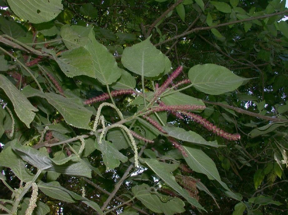 Acalypha a spiga grande 13