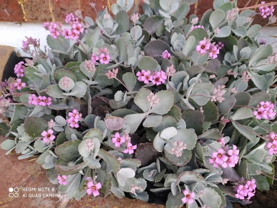 Kalanchoe 6