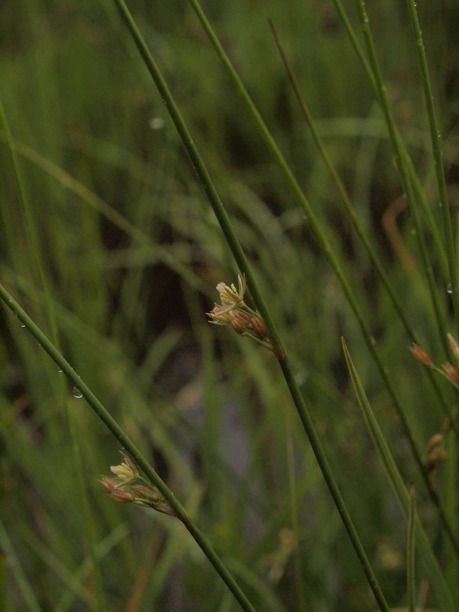 Giunco filiforme 4