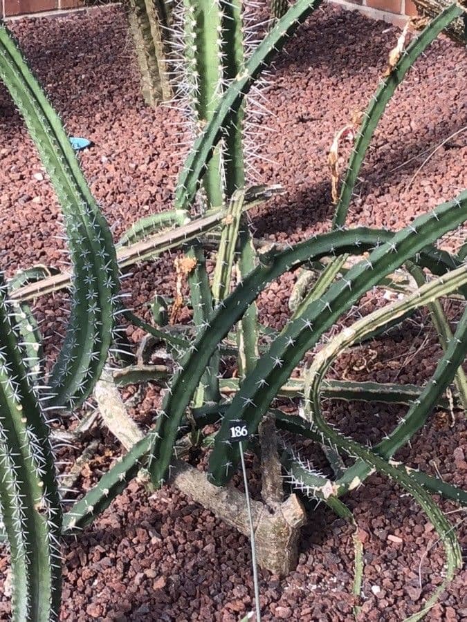 Cactus di Harris 2