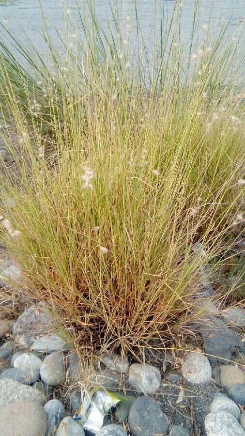 Melica persica
