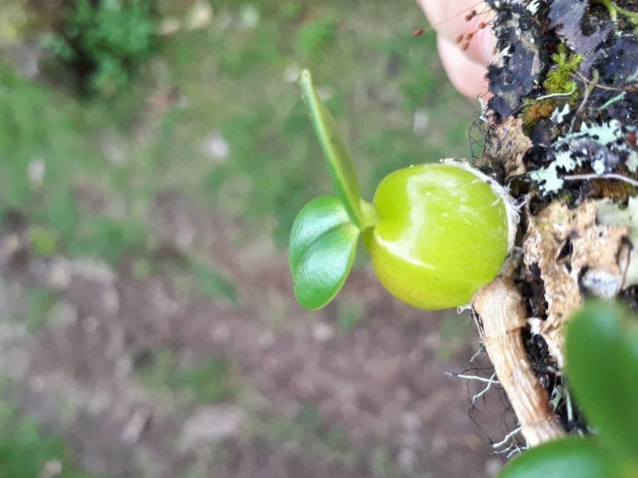 Bulbophyllum 4