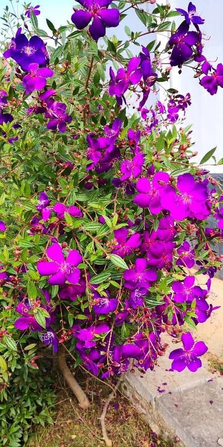 Glory bush 7