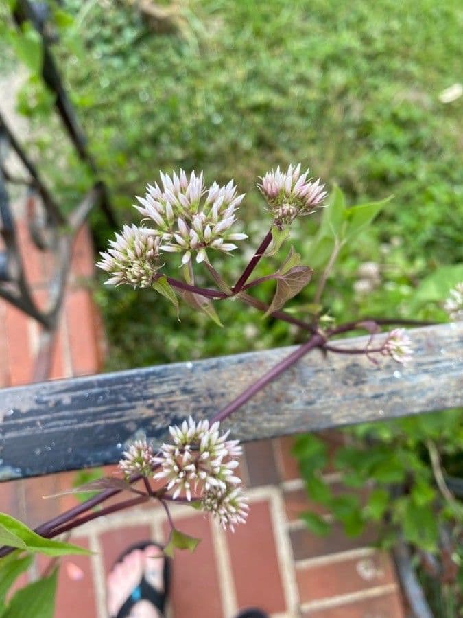Mikania scandens 5