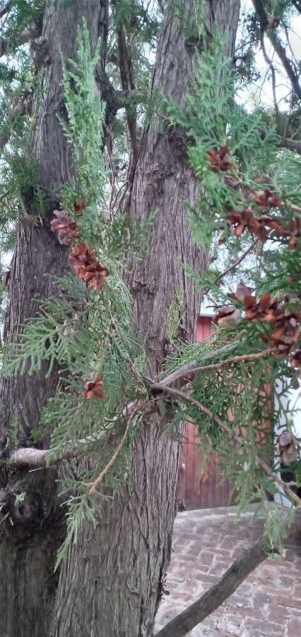 Arborvitae oriental 29