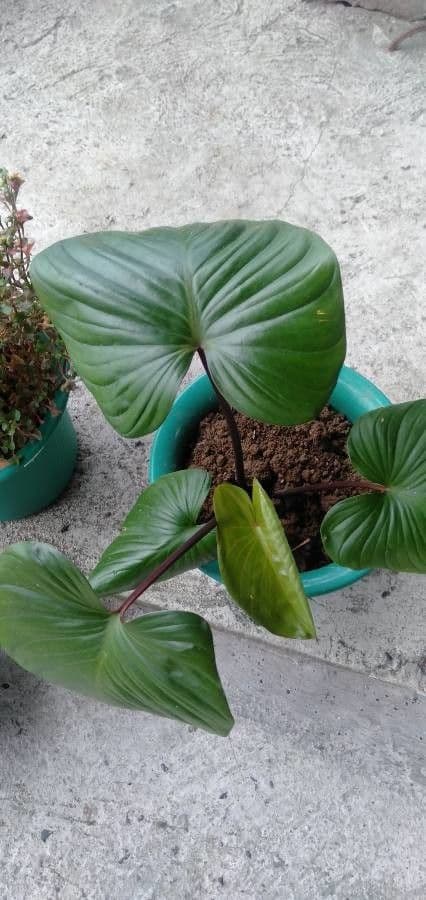 Homalomena 7