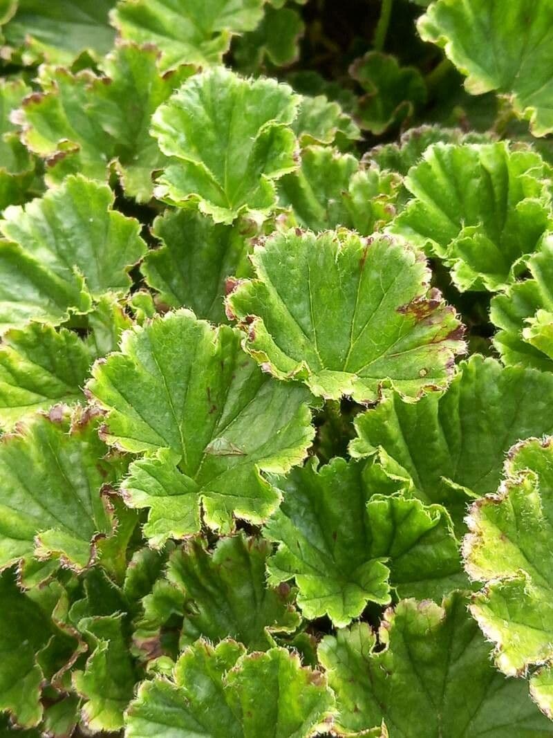 Magellan-Gunnera 10