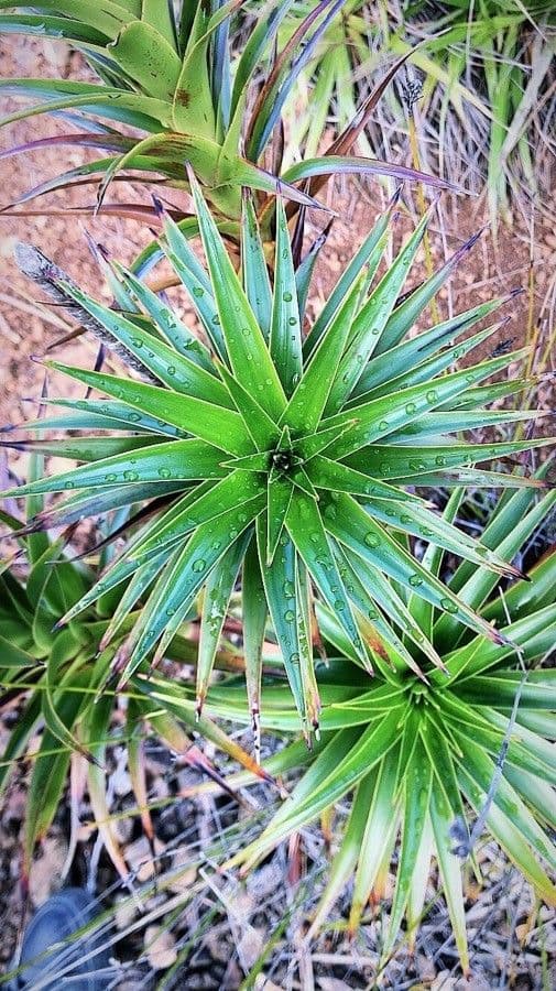 Dracophyllum 14