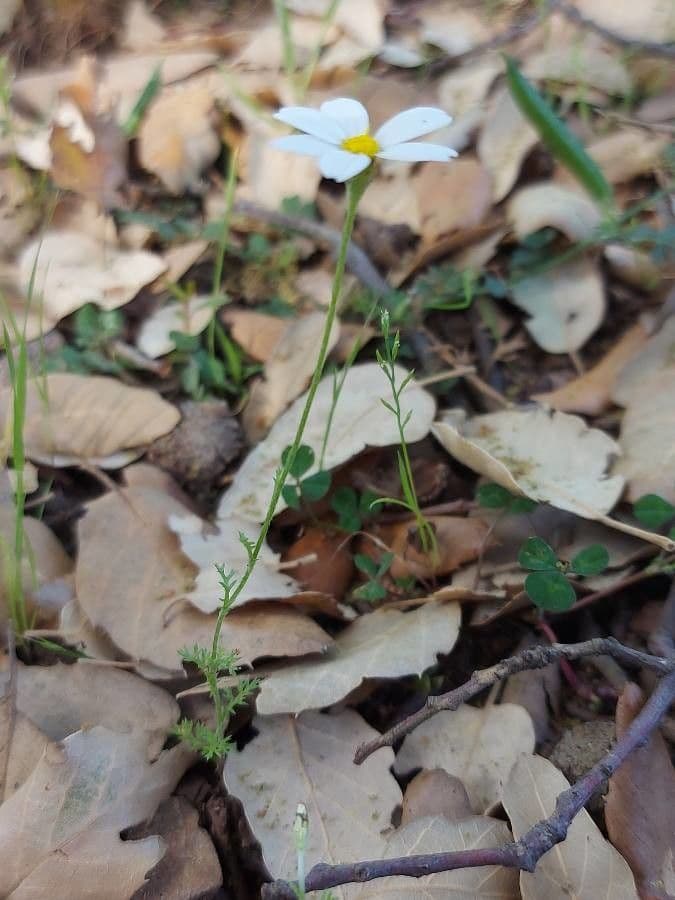 Sterndaisy 6