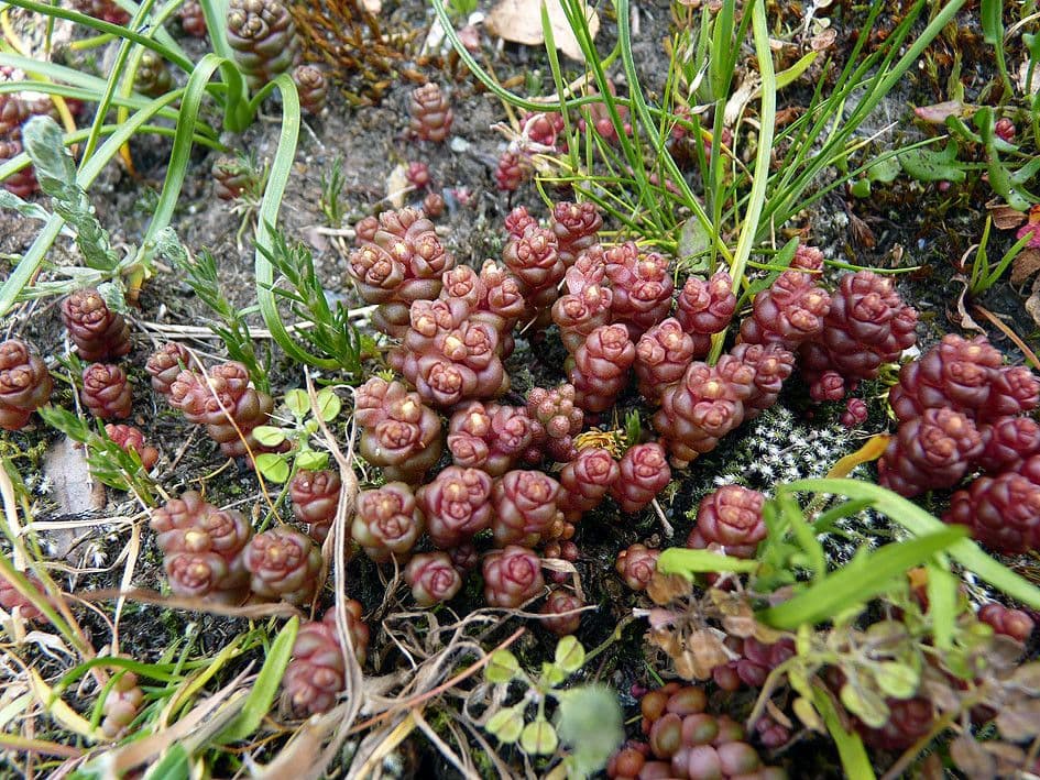 Borracina di Anjou 12