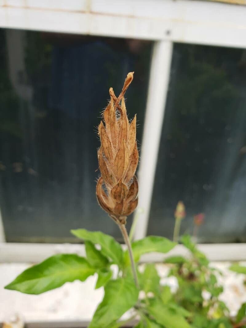 Crossandra 2