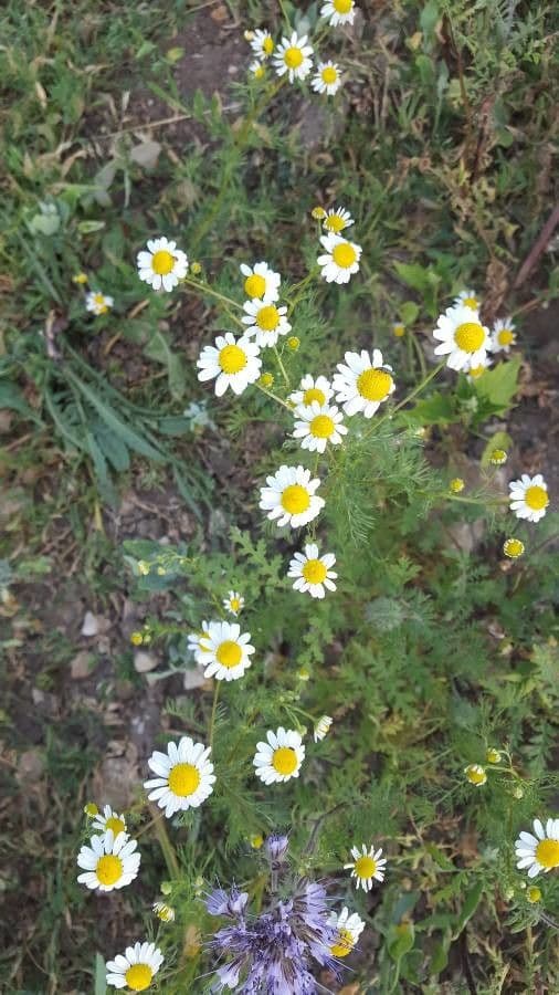 Scentless mayweed 11