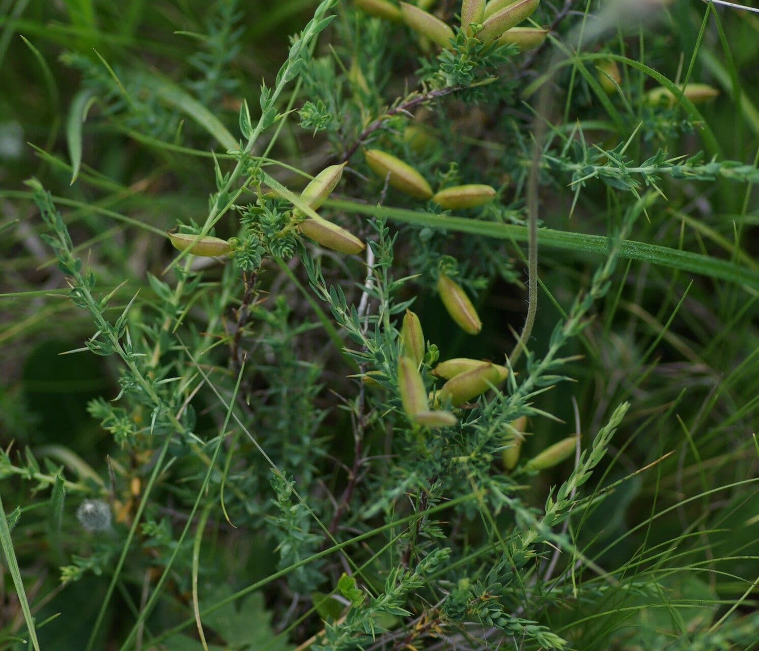 Englischer Ginster 4