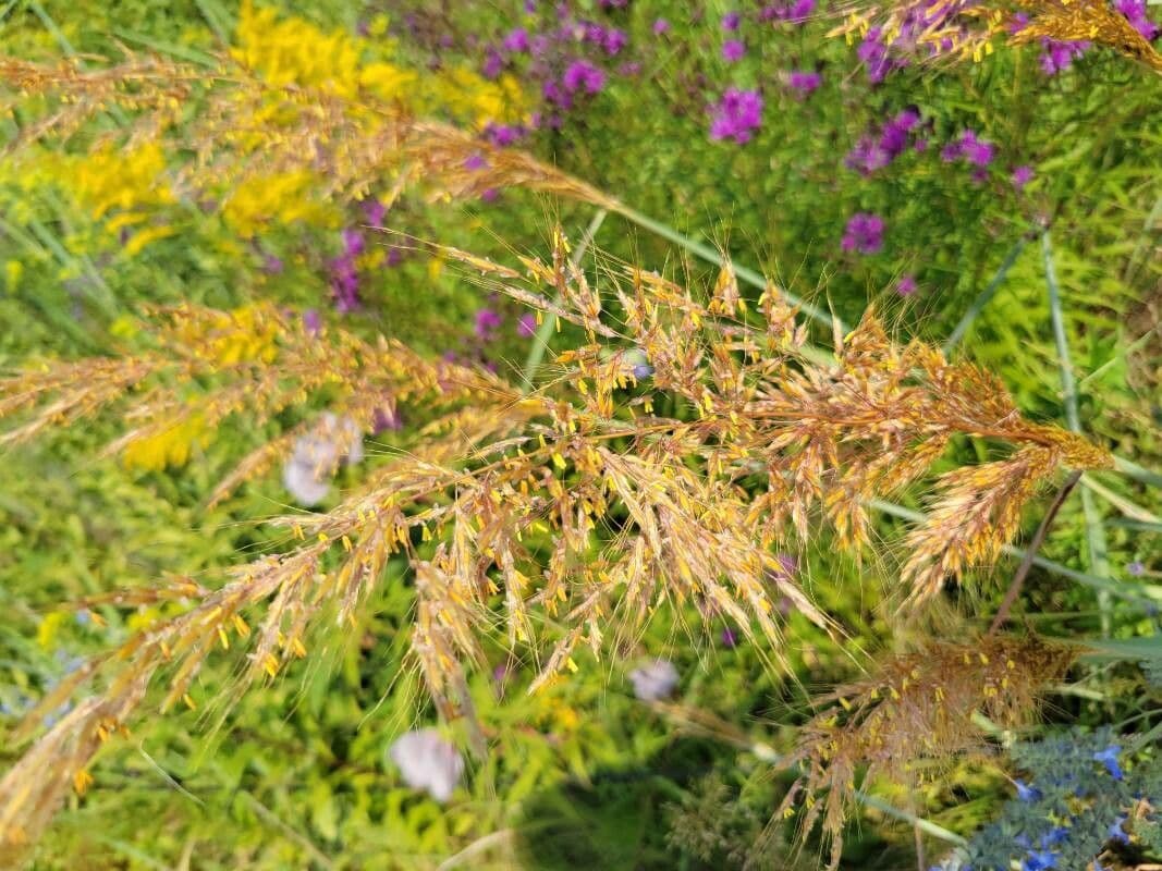Sorghastrum nutans 5