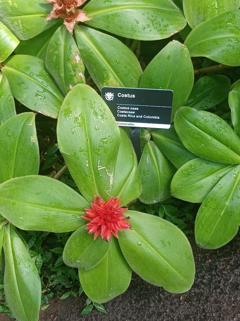 Costus 6