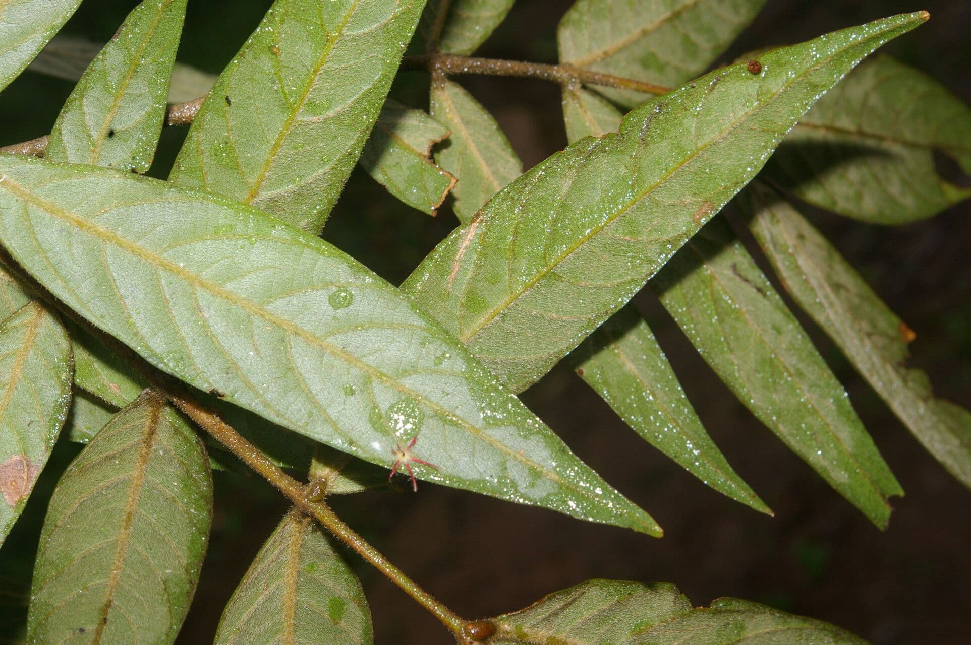 Inga 2