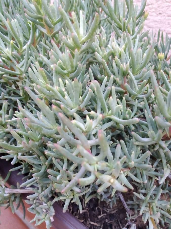 Lampranthus