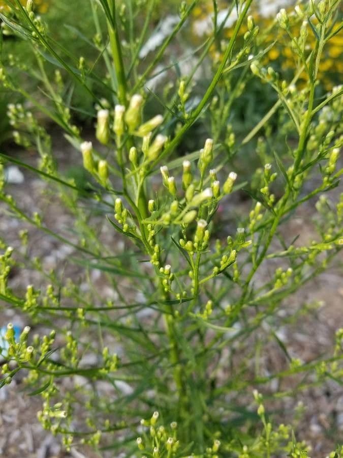 Adenostoma sparsifolium 12