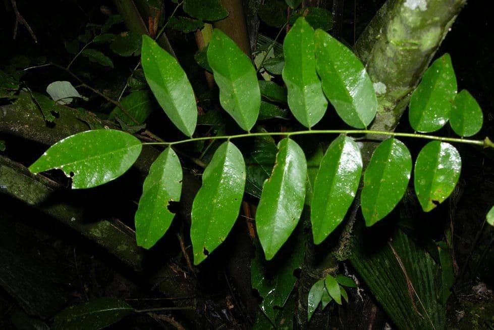 Dalbergia 6