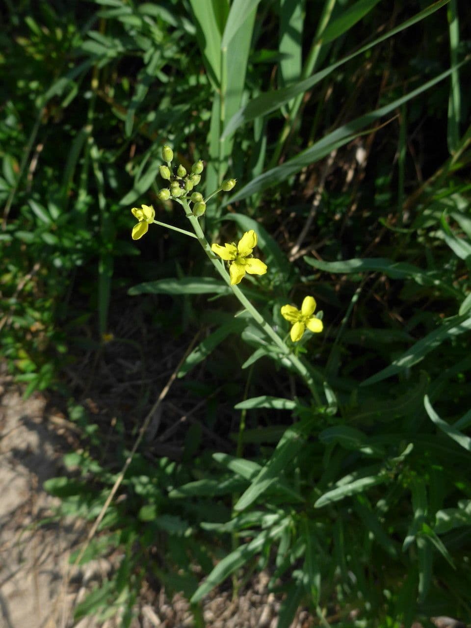 Diplotaxis à feuilles étroites 9