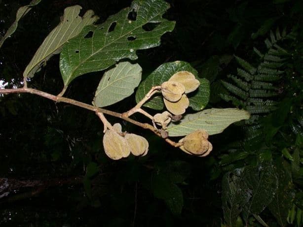 Dichapetalum 19