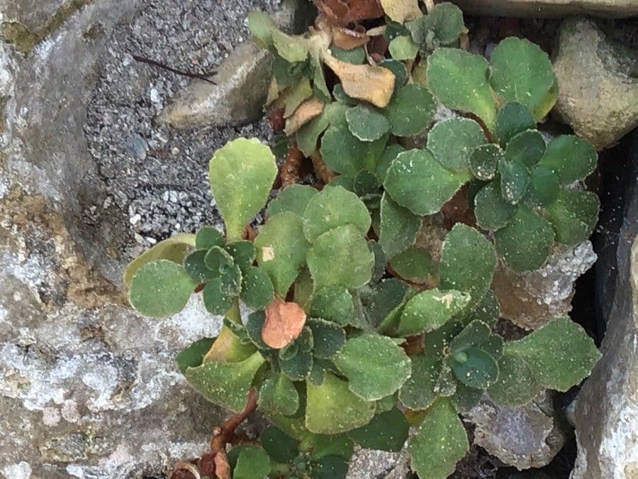 Primula 10