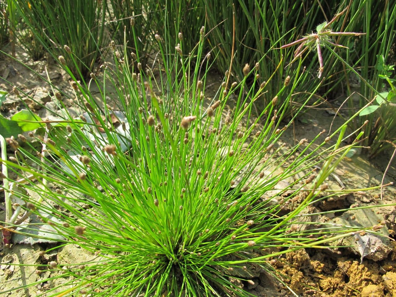 Eleocharis ovata 11