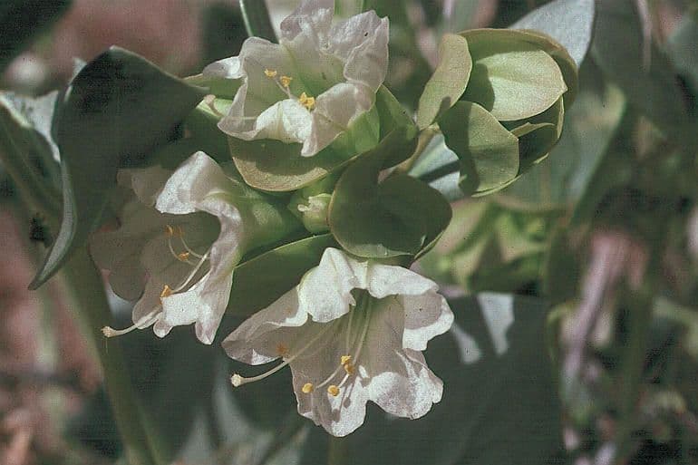 Mirabilis alata 3