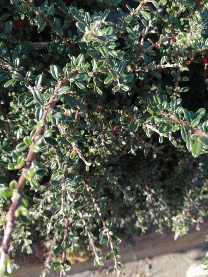 Cotoneaster 17