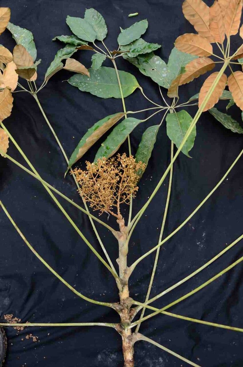 Yagrumo macho 17