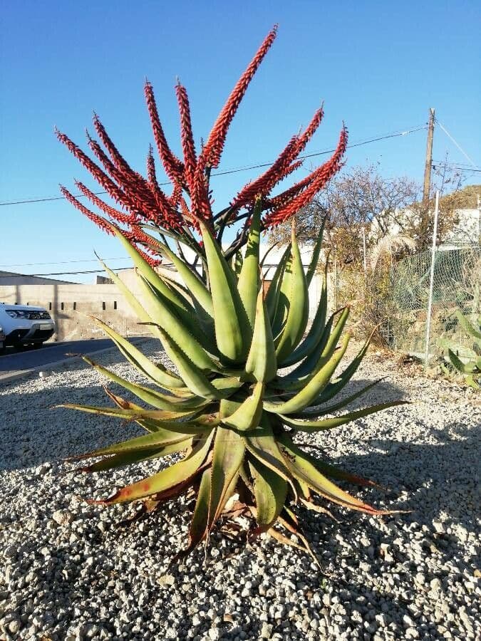 Aloe divá 10