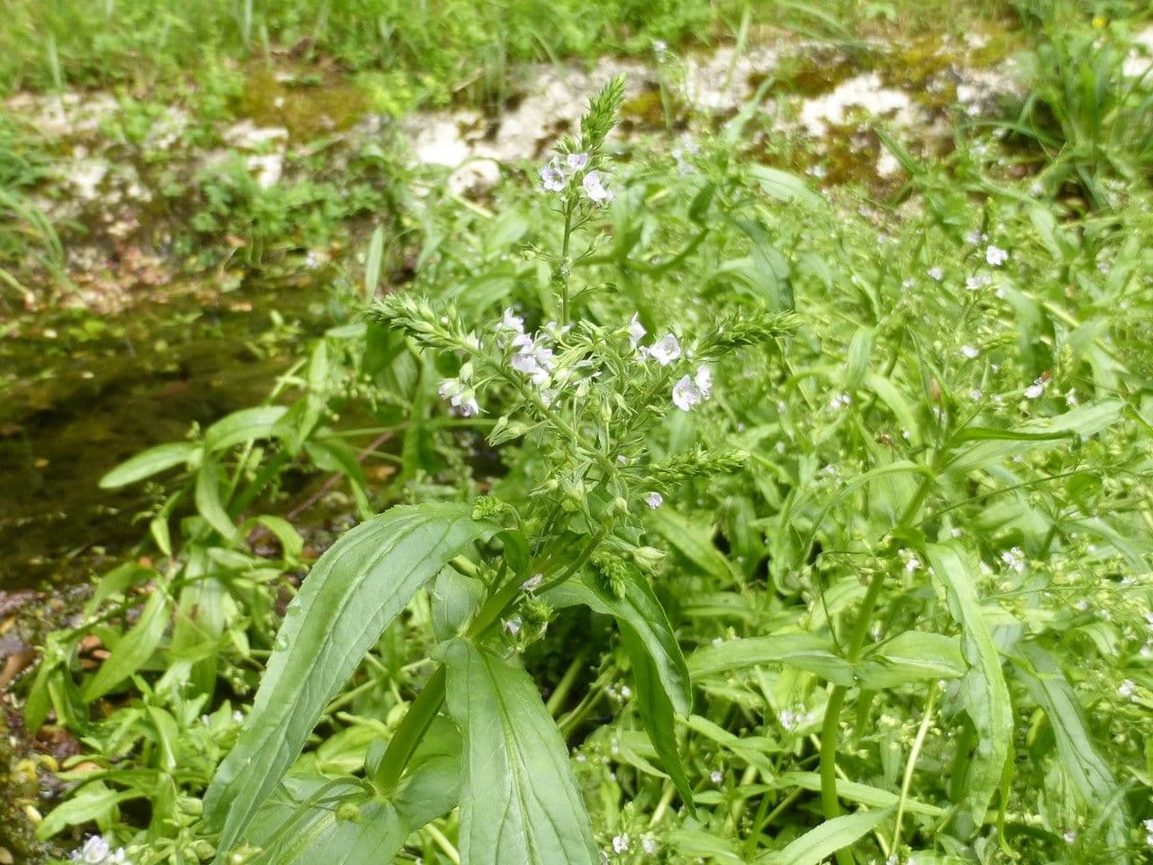 Veronica acquatica 12