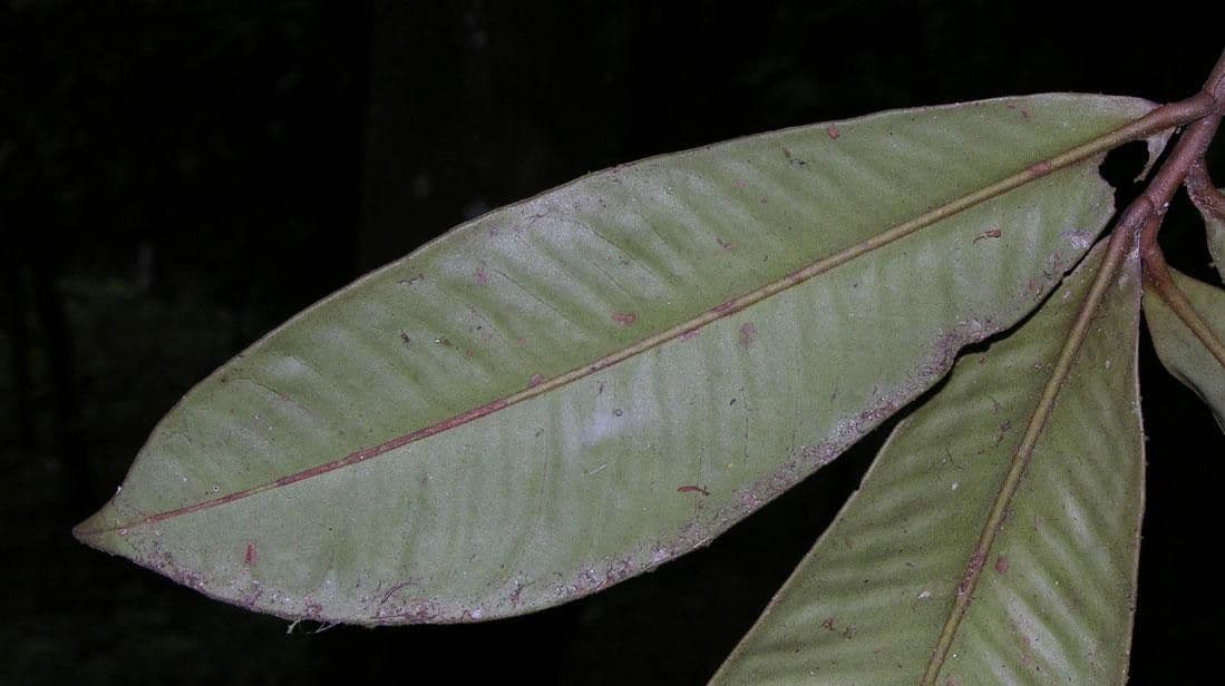 Ardisia 8